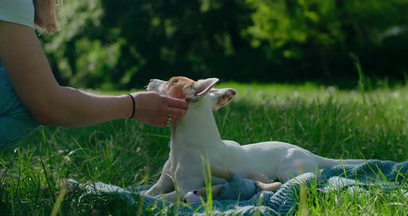 Owner Woman Pets Her Jack Russel Dog in the Park on the Summer Sun  120p Prores