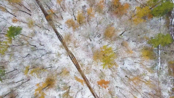 AERIAL: Winter Forest