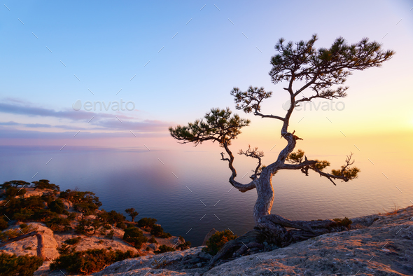 Alone Tree On The Edge Of The Cliff Stock Photo By Ivankmit | PhotoDune