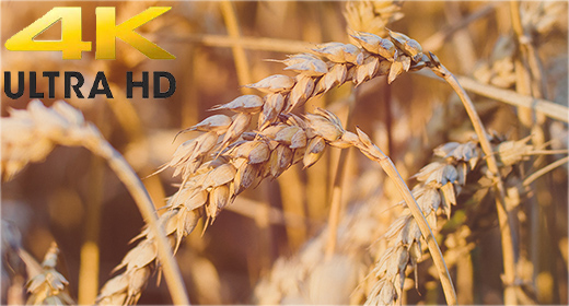 Wheat & Fields 4K