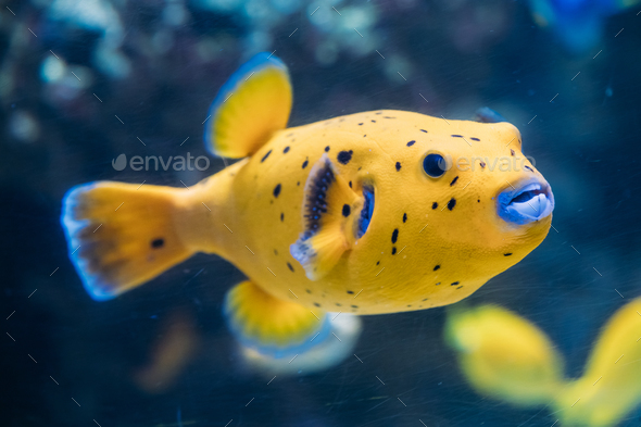 Yellow Blackspotted Puffer Or Dog-faced Puffer Fish Arothron Nig