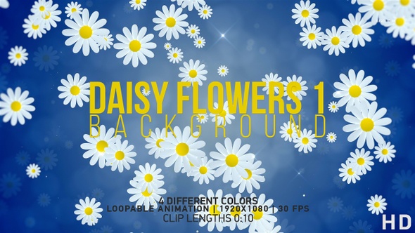Daisy Flowers Backgrounds 1 alt