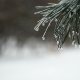 Christmas Tree Against Background Natural Snow Falling - VideoHive Item for Sale