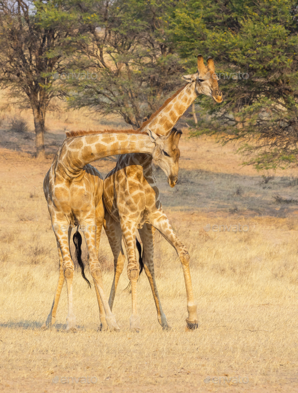 Fighting Giraffes - Stock Photo - Images