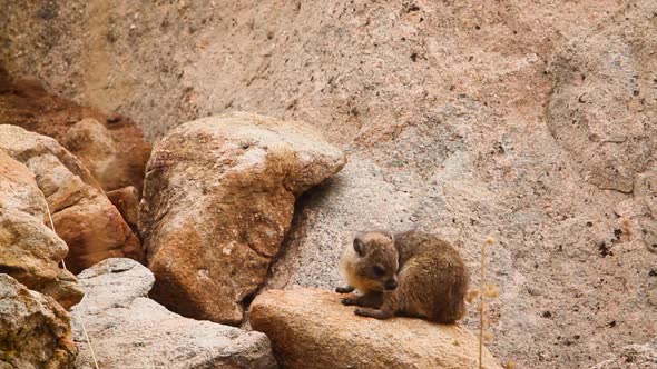 Rock hyrax in Kruger National park, South Africa alt