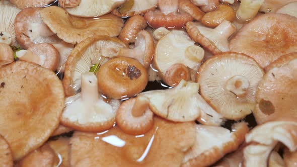 The Closer Look of the Picked Mushrooms in Espoo Finland