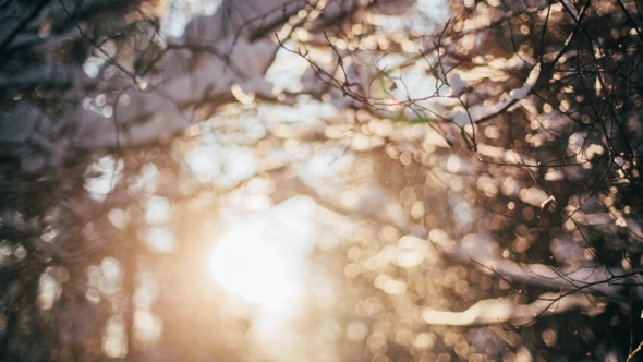 Winter Snow Forest with Red Sunny Lights in the Trees