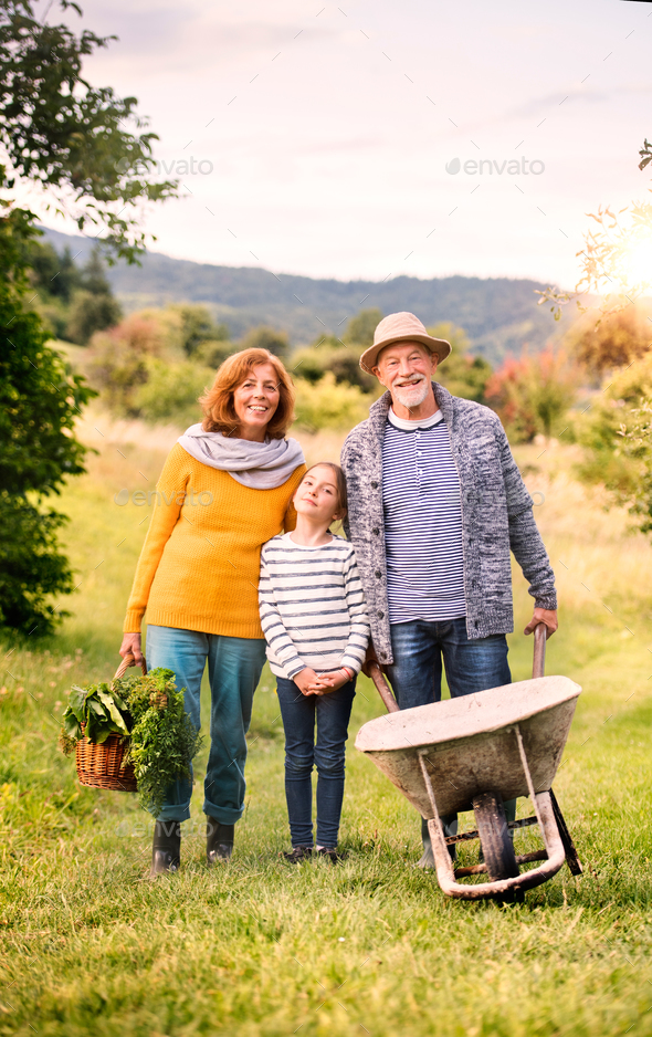 Senior couple with grandaughter gardening in the backyard garden - Stock Photo - Images