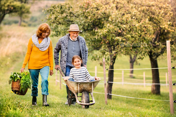Senior couple with grandaughter gardening in the backyard garden - Stock Photo - Images
