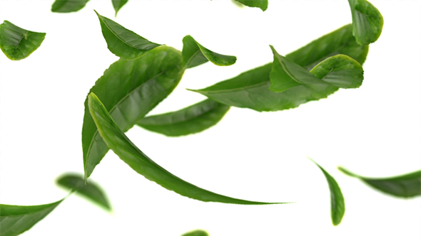 Vividly Flying Green Tea Leaves