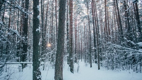 Winter Snow Forest with Red Sunny Lights in the Trees, Stock Footage