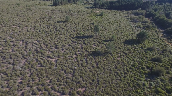 Male Deers Running in the Smoothness, Aerial View alt