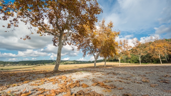 Autumn and Trees alt