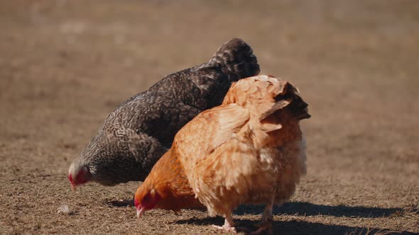 Freerange Gray Domestic Chicken Eating Grains Peck Yellow Grass on Eco Home Farm Wildlife Farming alt
