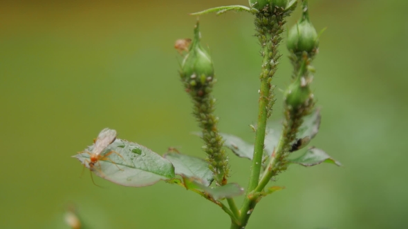 Green Aphid Insects Sucking Sap on Rose Bud