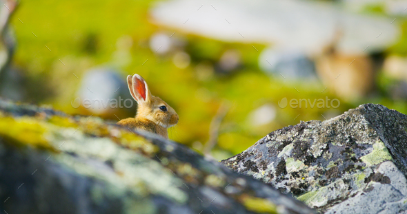 Cute rabbit in fall sitting in the grass behind rocks. - Stock Photo - Images
