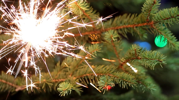 Bengal Light Burning with Bright Sparkles on Fir-tree Background