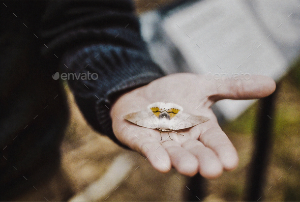 Moth in Hand - Stock Photo - Images