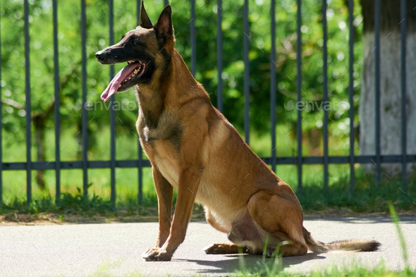 The guard dog is sitting - Stock Photo - Images