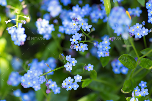 Forget-me-not - Stock Photo - Images