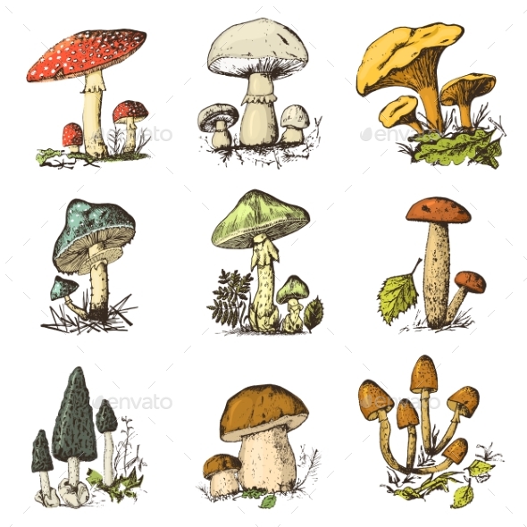 Mushroom Set Hand Drawn Engraved Vintage Organic - Food Objects