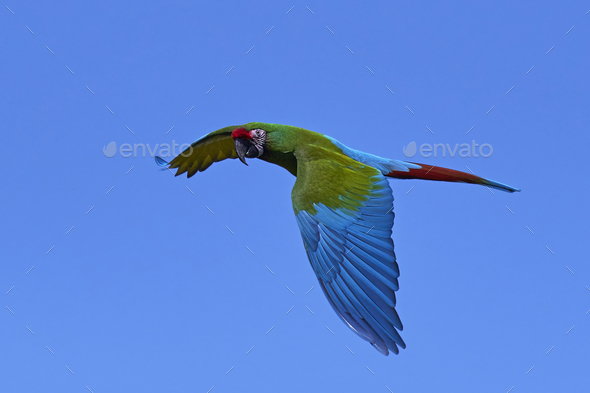 Military macaw (Ara militaris) - Stock Photo - Images