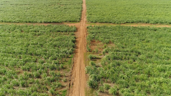 Aerial Shot of Path in the Cane Field
