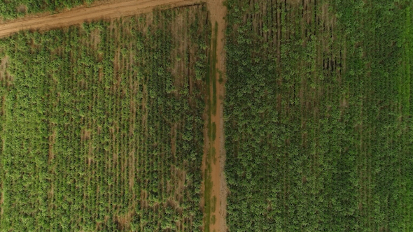 Aerial Shot of Path in the Cane Field