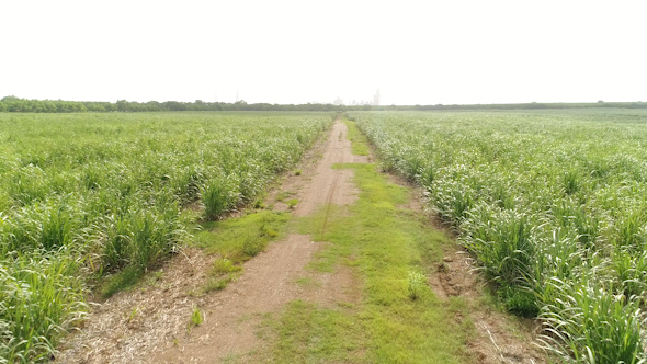 Path In The Cane Field