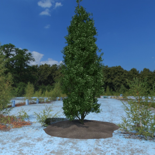 3D Tree - 3Docean 21087926