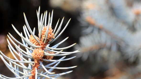 Young Cone of Fir-tree with , Moving in the Wind