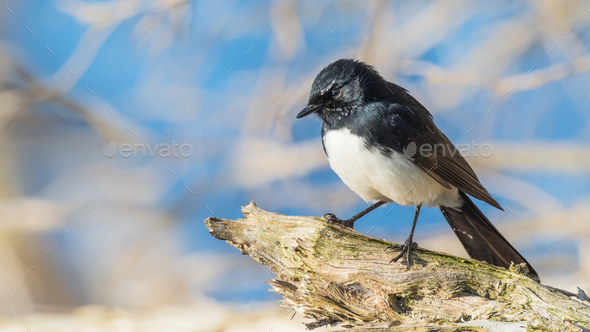 Willie Wagtail - Stock Photo - Images