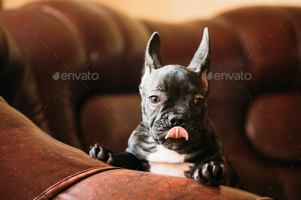 Young Black French Bulldog Dog Puppy With White Spot Sit On Red