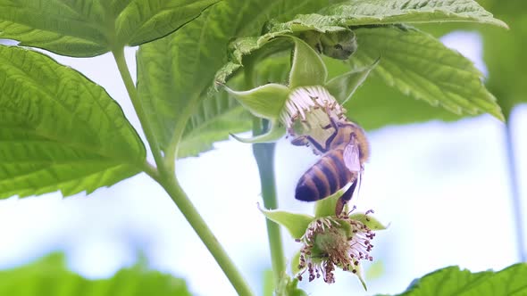 Green Young Raspberry Leaves in the Garden with a Bee alt