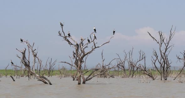 951928 Baringo Lake Landscape Showing the Rise of the Waters with Dead Trees, Kenya, Anhingas alt