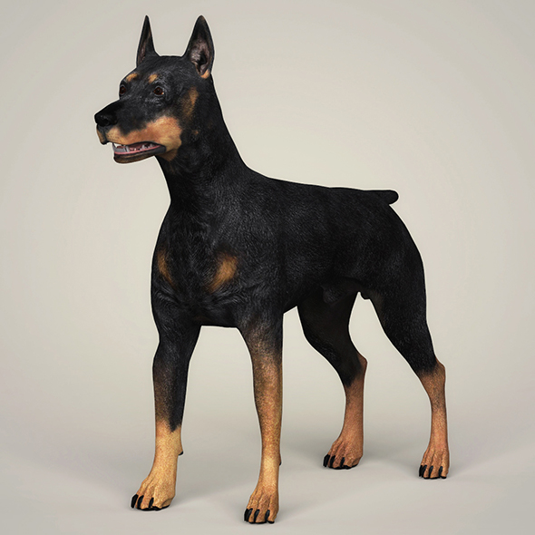 3DOcean Realistic Doberman Dog 21097621