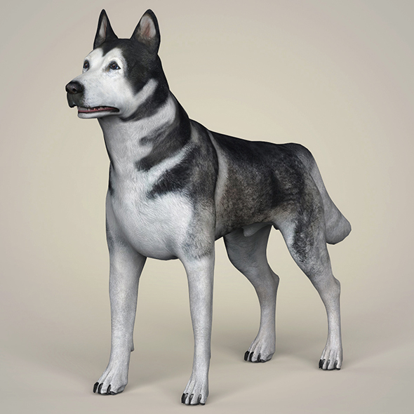 3DOcean Realistic Alaskan Malamute Dog 21097821 3DOcean Realistic Alaskan Malamute Dog 21097821