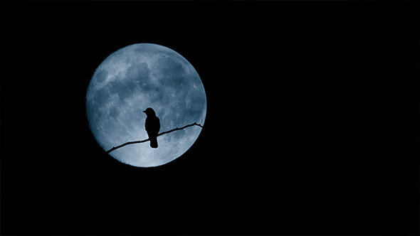 Bird Flying Off Branch In Front Of Large Moon alt