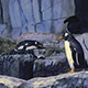 Penguins - VideoHive Item for Sale