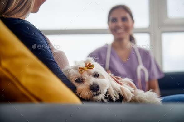 Veterinary House Call With Doctor Dog Owner And Pet - Stock Photo - Images