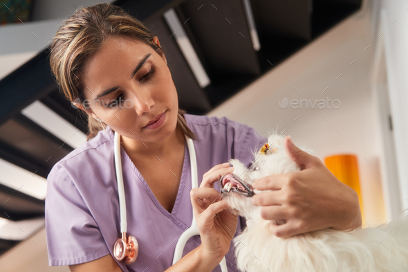 House Call With Young Vet Visiting Dog At Home - Stock Photo - Images