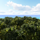 Sea View With Trees - VideoHive Item for Sale