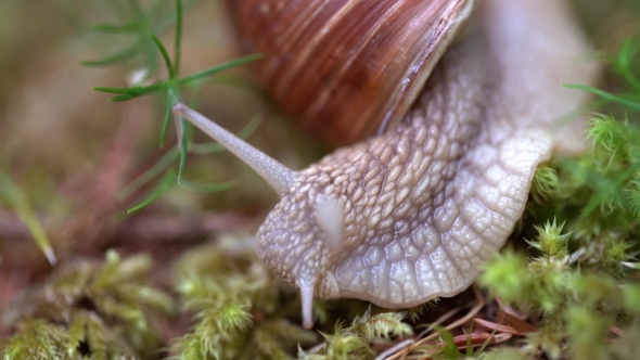 Helix Pomatia Also Roman Snail, Burgundy Snail alt