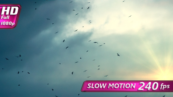 Bird Flock in the Sunlight alt