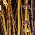 bamboo - PhotoDune Item for Sale