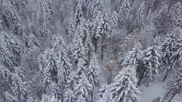 Magical Woods with Snowy Trees alt