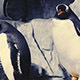 Penguins  Aquarium - VideoHive Item for Sale