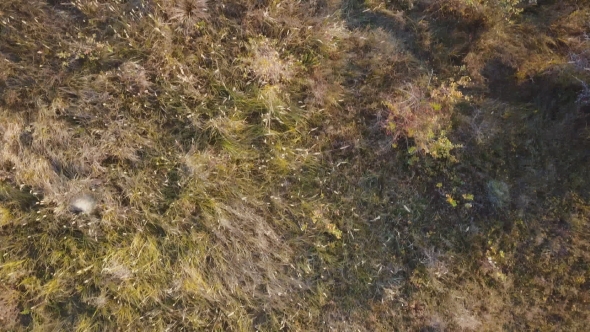 Dirt Road on the Lawn alt