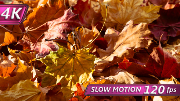 Dry Colors Of Autumn Leaves alt