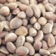 Pine Nuts in Bulks - VideoHive Item for Sale